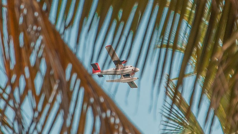 airplane, palm, sky, branches, 4k