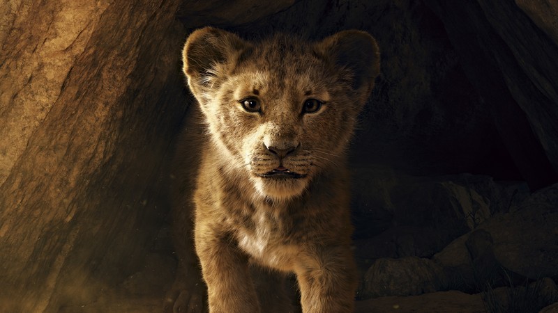 the lion king, lion, 2019 movies, movies, hd, 4k, 5k, disney, simba, 8k