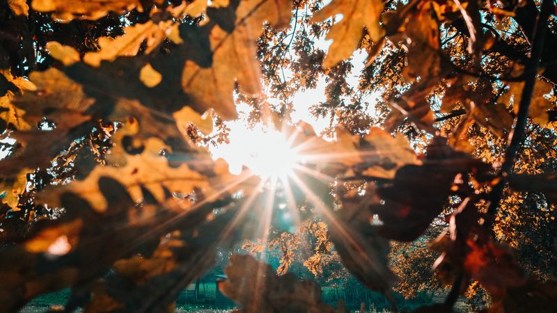 branches, leaves, sun, sunlight, rays, 4k