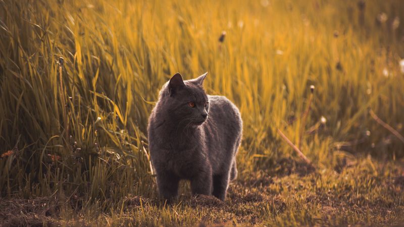 russian blues, cat, gray, pet, grass, 4k