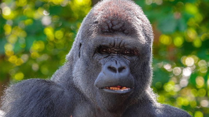 gorilla, black, primate, glance, animal, 4k
