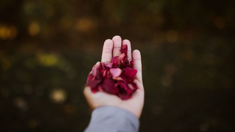 hand, petals, red, 4k