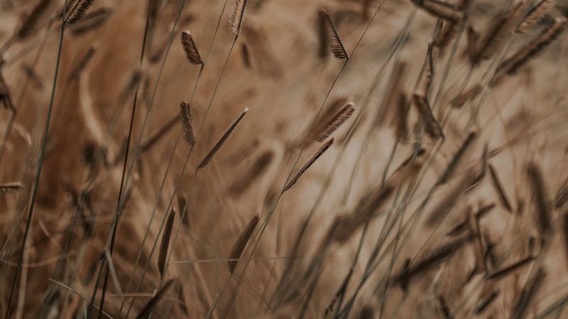 grass, spikelets, stems, macro, plants, 4k