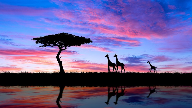 giraffe, animals, hd, 4k, silhouette
