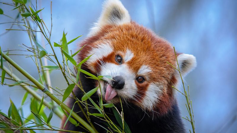 red panda, tongue protruding, cute, funny, animal, bamboo, 4k HD Wallpaper