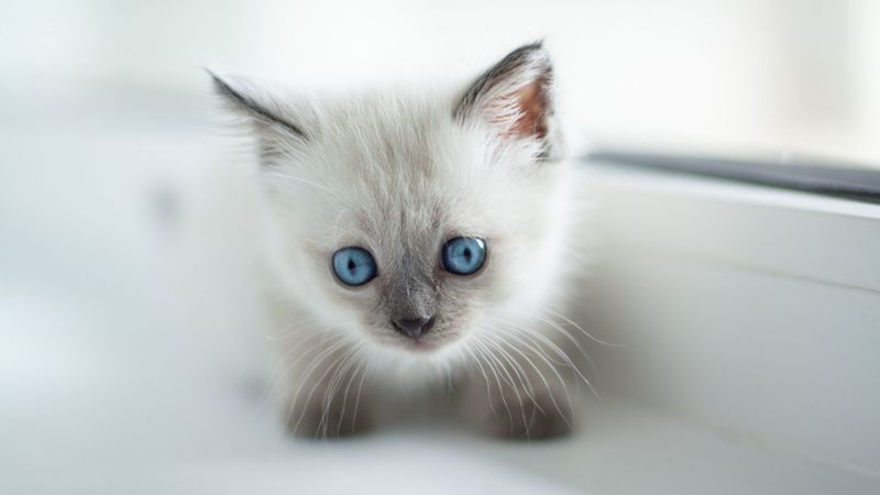 burmese cat, kitten, cute, pet, glance, 4k