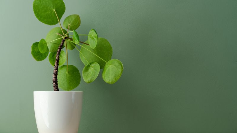plant, foliage, indoor, houseplant, 4k