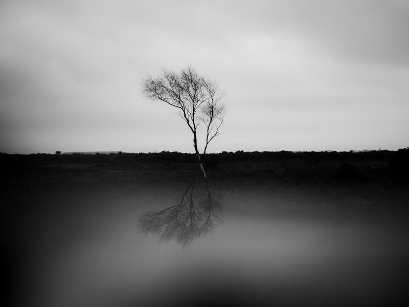 palm, trees, nature, hd, monochrome, 4k, 5k
