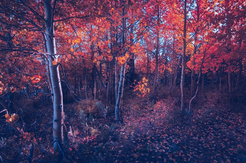 autumn, trees, nature, hd