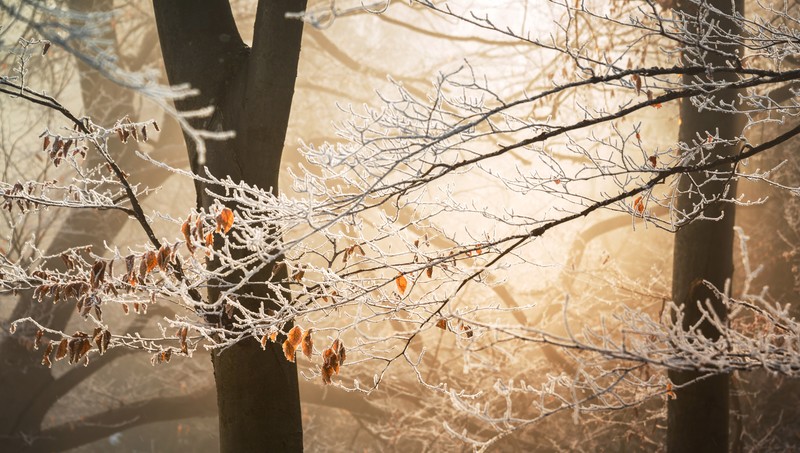 trees, winter, nature, hd, 4k, 5k