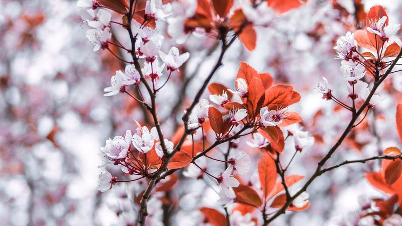 branches, flowers, white, leaves, tree, bloom, 4k
