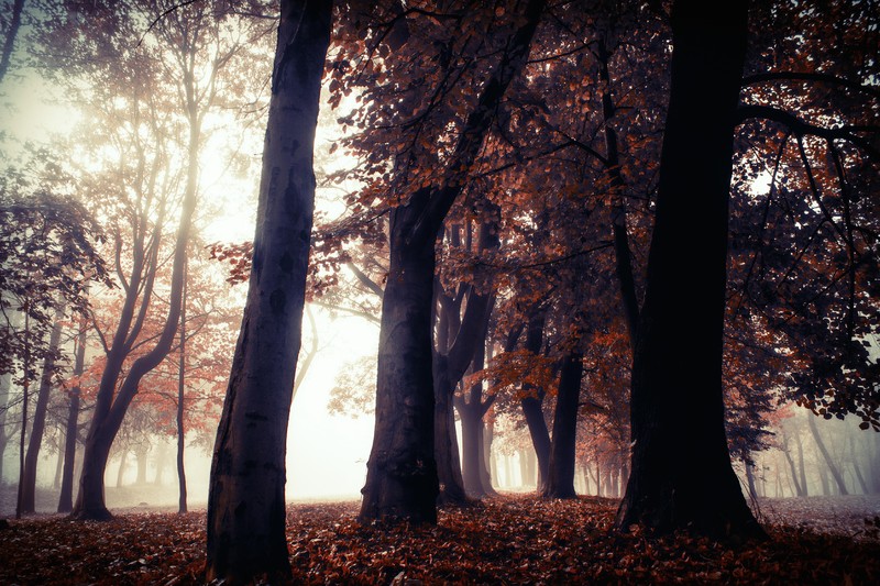 autumn, trees, forest, nature, hd, 4k, 5k