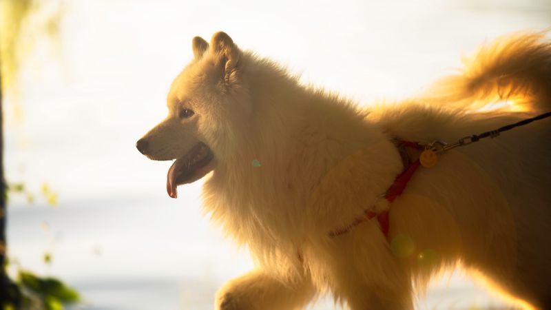 japanese spitz, dog, white, fluffy, tongue protruding, pet, 4k