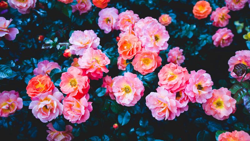 roses, flowers, pink, bloom, bush, 4k