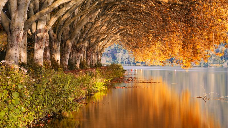 lake, trees, shore, landscape, autumn, 4k