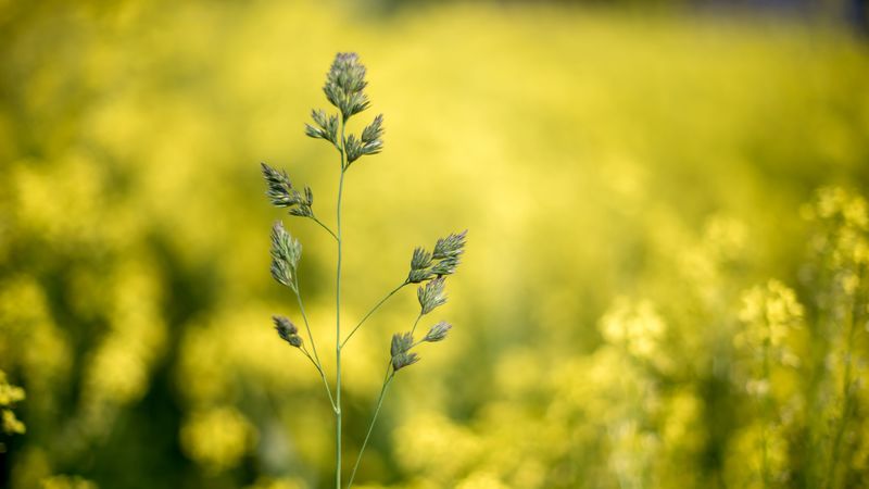 grass, plant, macro, inflorescence, closeup, 4k