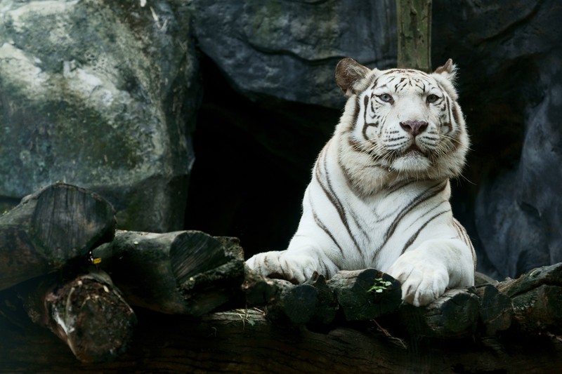 white tiger, tiger, animals, hd