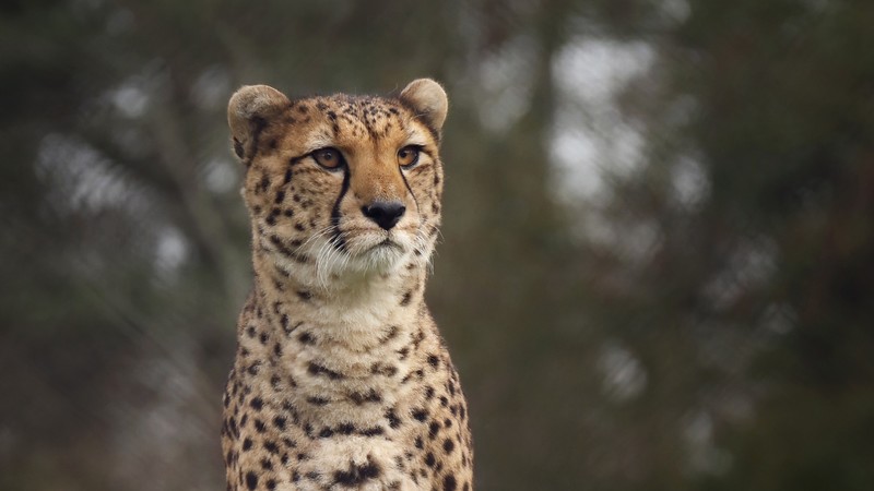 cheetah, animals, hd, 4k