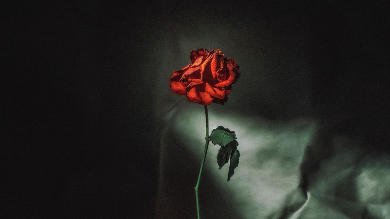 rose, flower, red, vase, petals, 4k