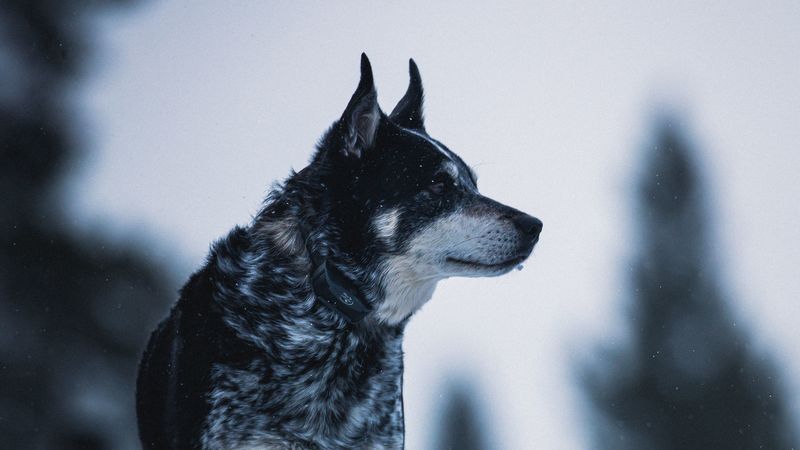 dog, nature, snow, pet, glance, 4k