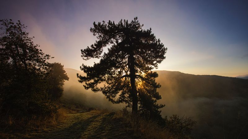 tree, fog, dawn, hills, landscape, 4k