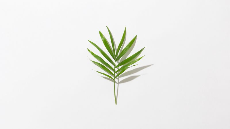 leaf, branch, green, minimalism, 4k
