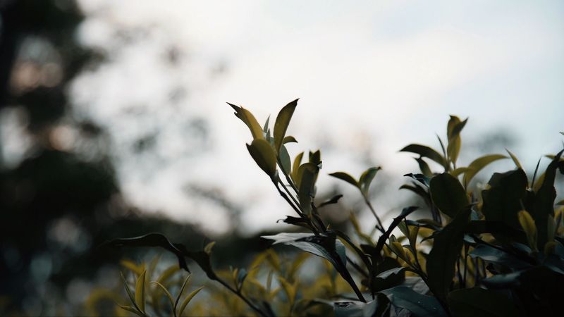 branches, leaves, plant, bush, macro, 4k