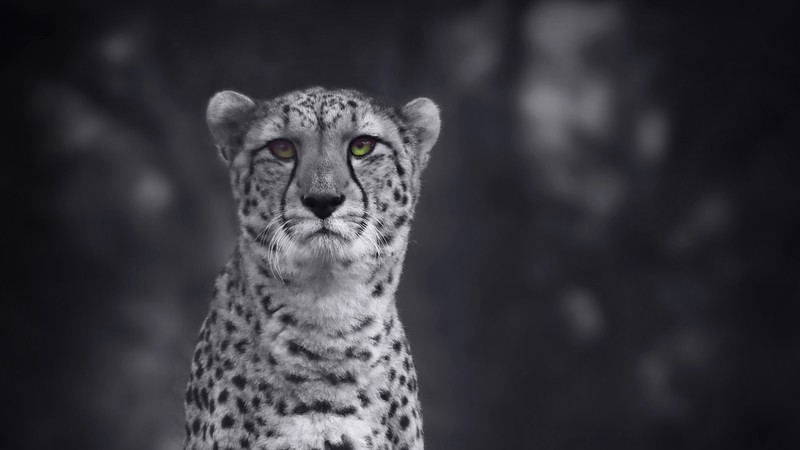 cheetah, animals, hd, monochrome, 4k, black and white