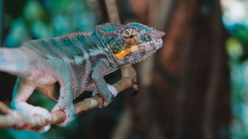 chameleon, lizard, branch, reptile, exotic, 4k