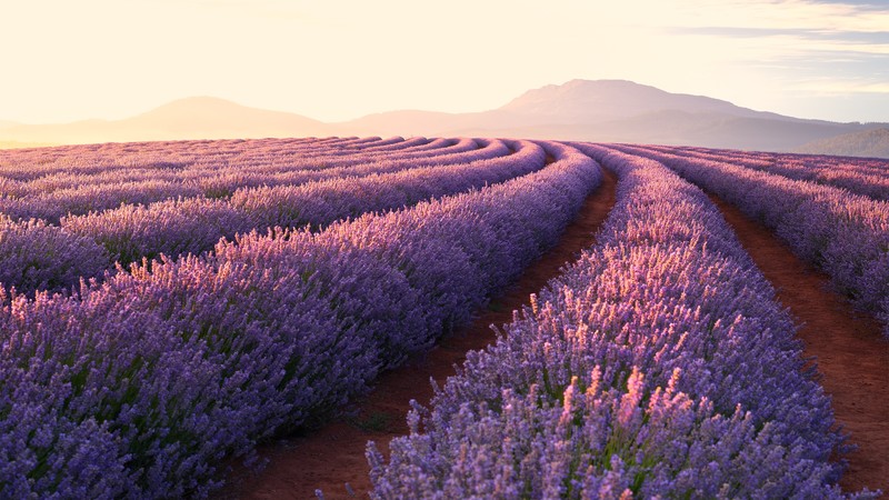 field, lavender, nature, hd, 4k, pink