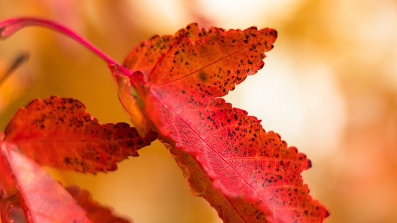 leaf, red, spots, macro, 4k