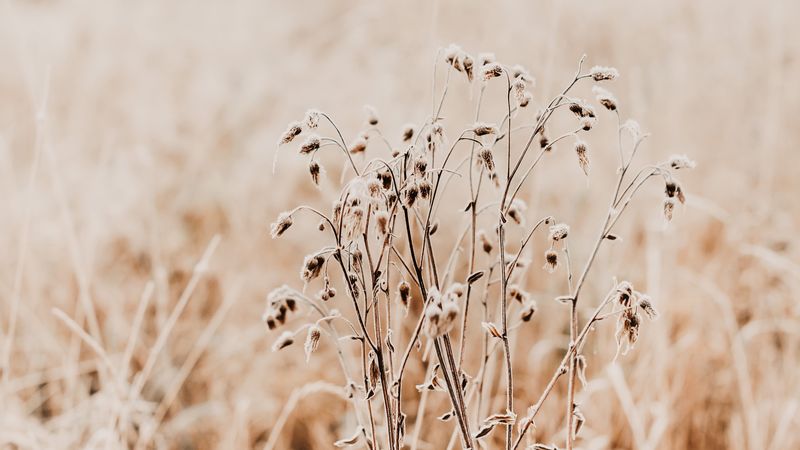 plant, dry, grass, nature, 4k
