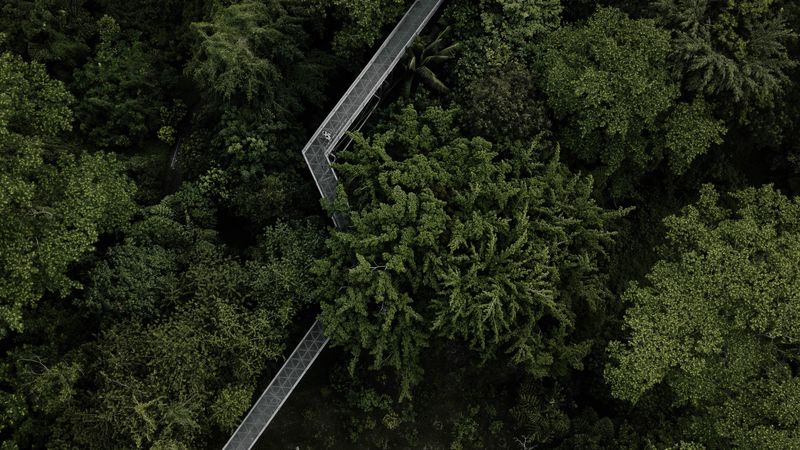 trees, bridge, aerial view, forest, green, 4k