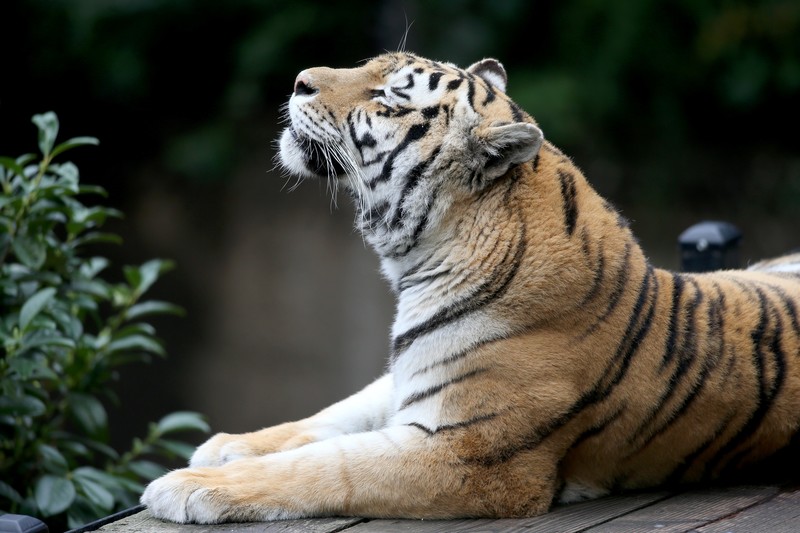 tiger, animals, hd, 4k, 5k