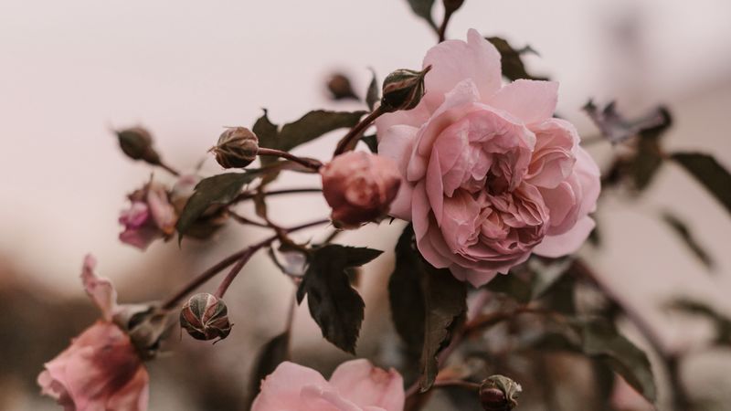 rose, pink, flowers, plant, bush, 4k