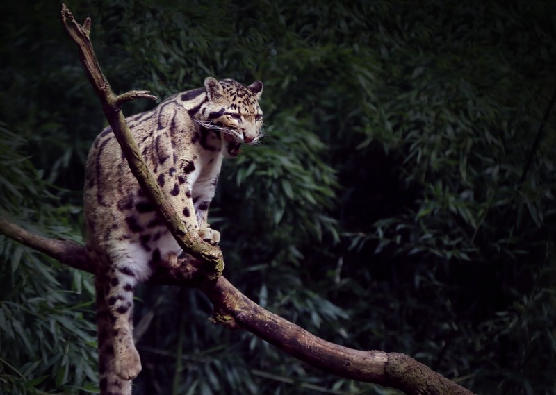 leopard, animals, hd, 4k, 5k