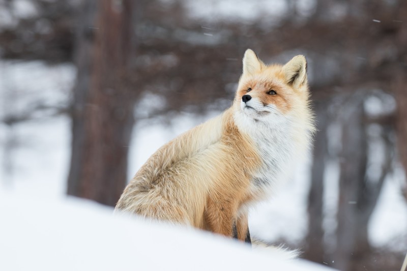fox, snow, nature, hd, 4k, 5k