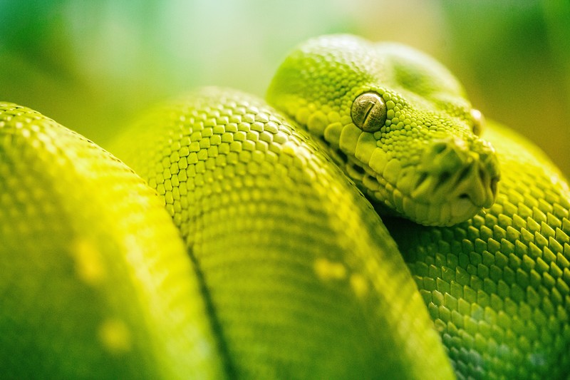 snake, animals, hd, 4k, 5k, green