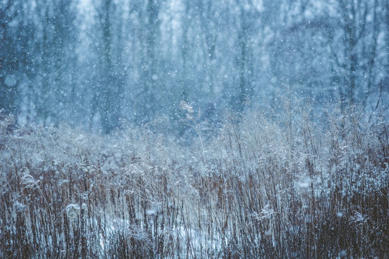 snow, winter, nature, hd, field, 4k, 5k