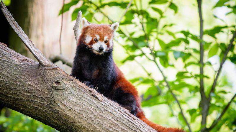 red panda, panda, cute, tree, 4k