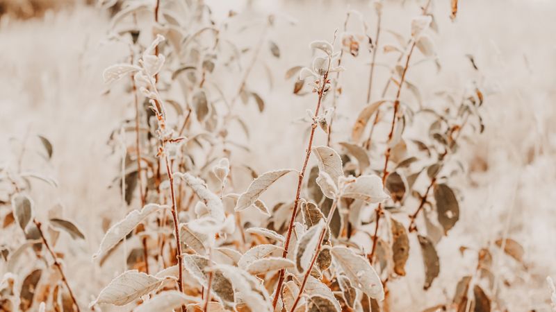 branches, bushes, plants, nature, 4k