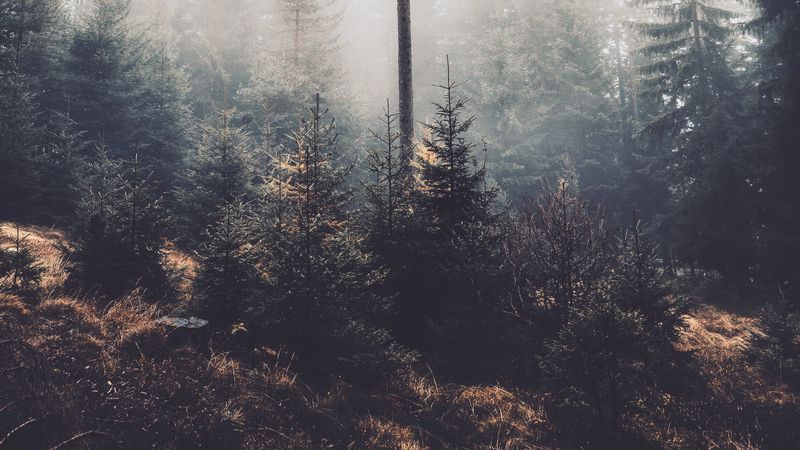 trees, fog, forest, pines, conifer, 4k