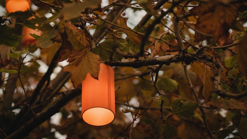 branches, lantern, light, lighting, tree, 4k
