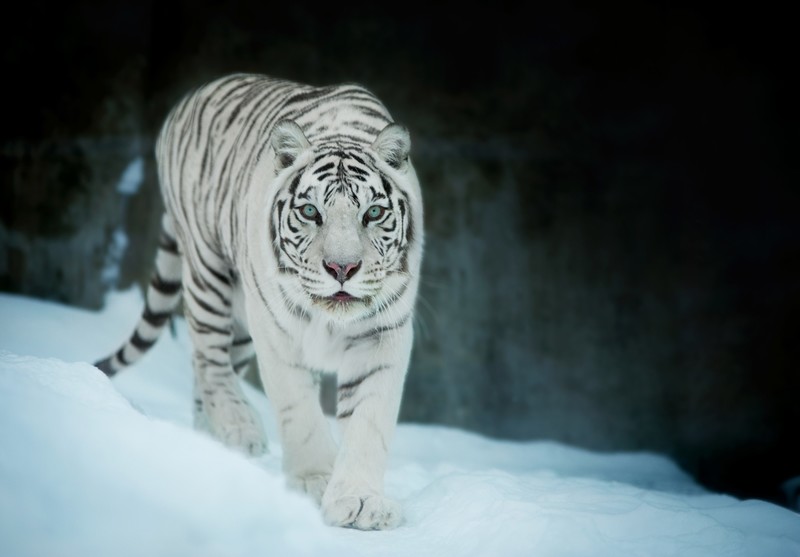 white tiger, tiger, animals, hd, snow
