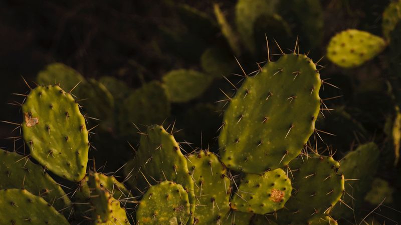 opuntia, cactus, spines, plant, 4k