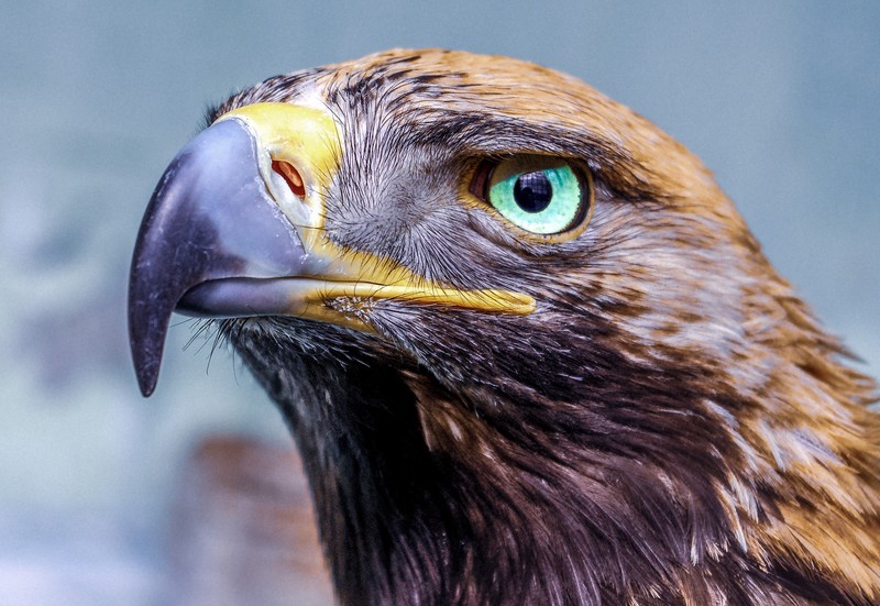 eagle, birds, hd, 4k