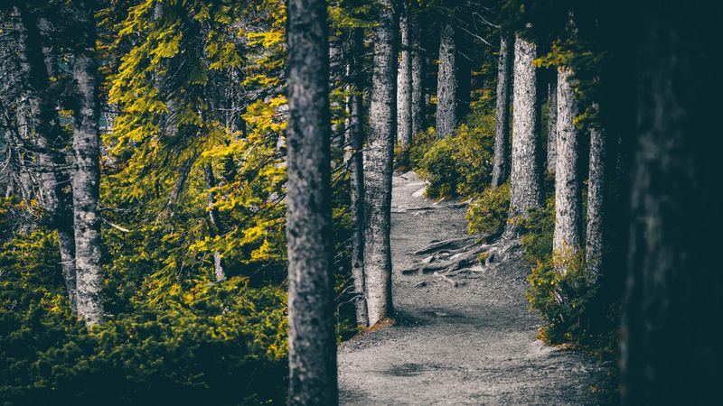 forest, trees, path, nature, 4k