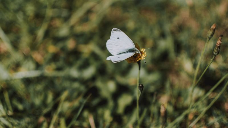 butterfly, white, flower, macro, 4k