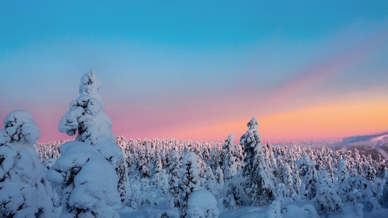 trees, snow, nature, hd