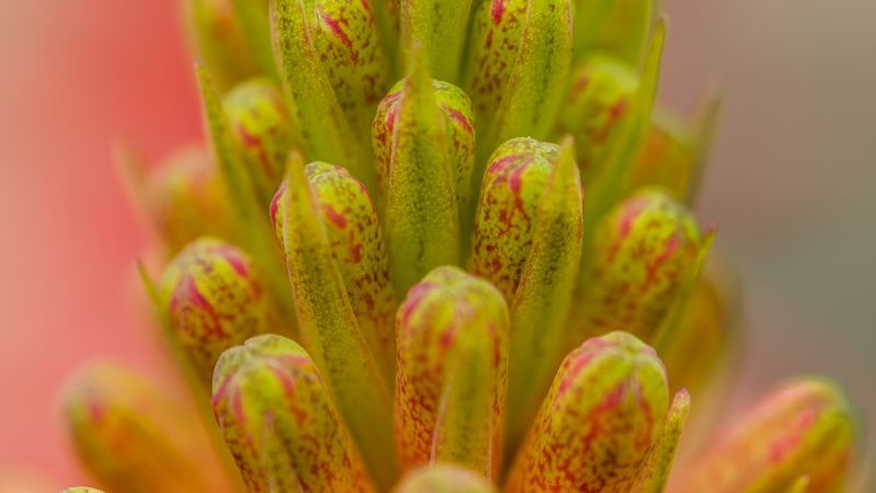 buds, macro, plant, closeup, 4k